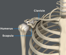 Shoulder Anatomy